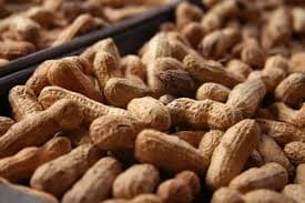 مشروع زراعة الفول السوداني