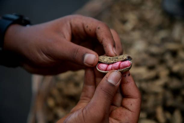 مشروع زراعة الفول السوداني